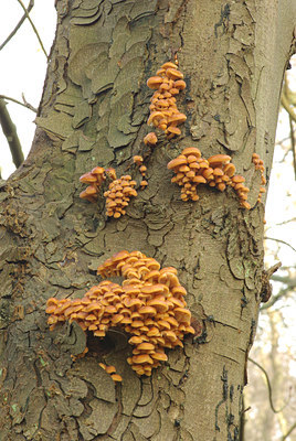 BUITEN BEELD Foto: 82913