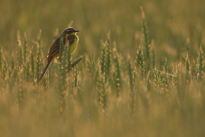BUITEN BEELD Foto: 82914