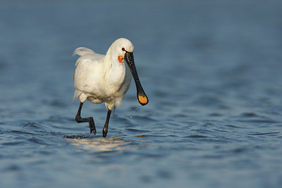 BUITEN BEELD Foto: 82920