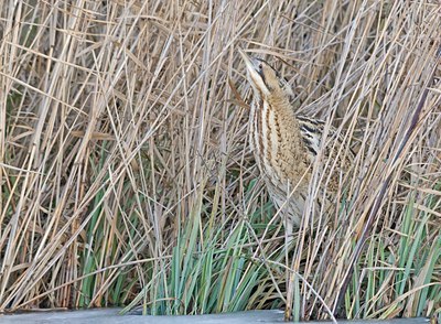 BUITEN BEELD Foto: 82946