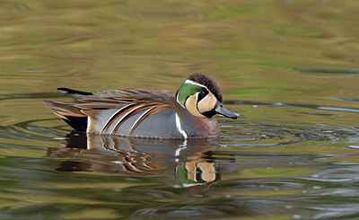 BUITEN BEELD Foto: 82947