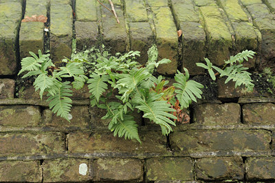 BUITEN BEELD Foto: 82992