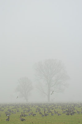 BUITEN BEELD Foto: 82995