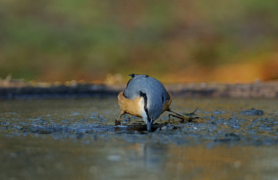BUITEN BEELD Foto: 83038