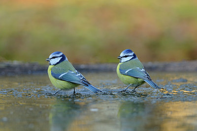 BUITEN BEELD Foto: 83041