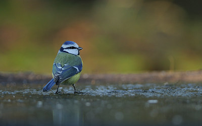 BUITEN BEELD Foto: 83044
