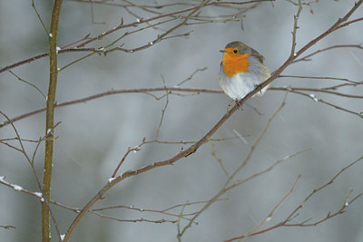 BUITEN BEELD Foto: 83045