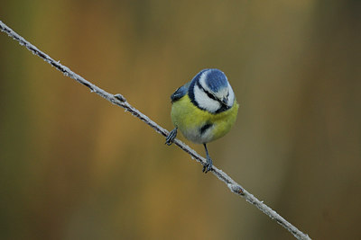 BUITEN BEELD Foto: 83080