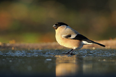 BUITEN BEELD Foto: 83082