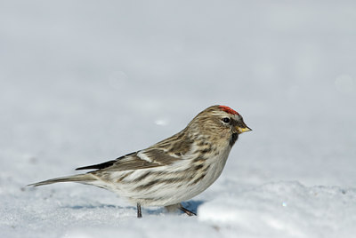 BUITEN BEELD Foto: 83121