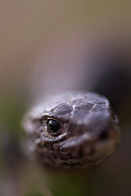 BUITEN BEELD Foto: 83134