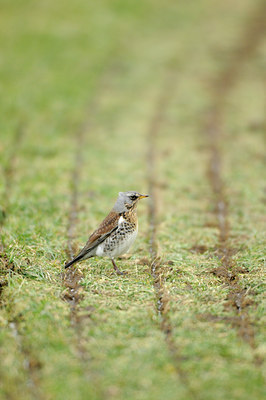 BUITEN BEELD Foto: 83153