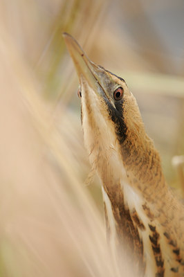 BUITEN BEELD Foto: 83160