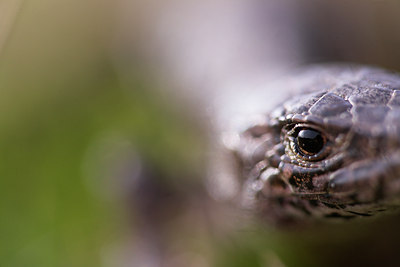 BUITEN BEELD Foto: 83232