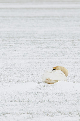 BUITEN BEELD Foto: 83274