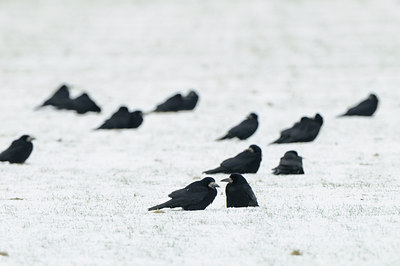 BUITEN BEELD Foto: 83277