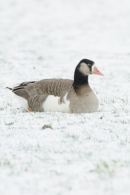 BUITEN BEELD Foto: 83279