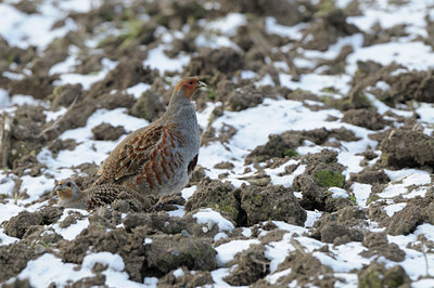 BUITEN BEELD Foto: 83458