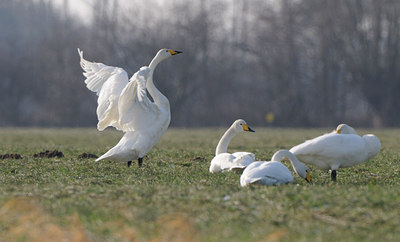 BUITEN BEELD Foto: 83462