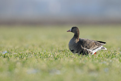 BUITEN BEELD Foto: 83465