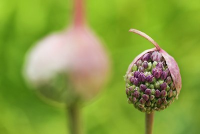 BUITEN BEELD Foto: 83471