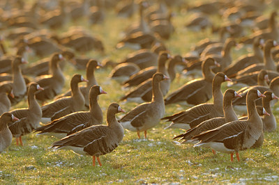 BUITEN BEELD Foto: 83530