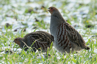 BUITEN BEELD Foto: 83532