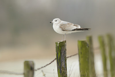 BUITEN BEELD Foto: 83534