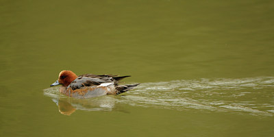 BUITEN BEELD Foto: 83538