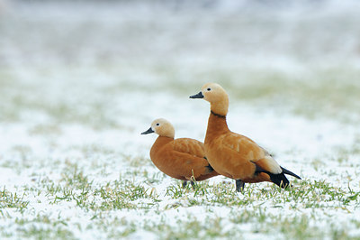BUITEN BEELD Foto: 83540