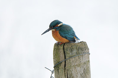 BUITEN BEELD Foto: 83546