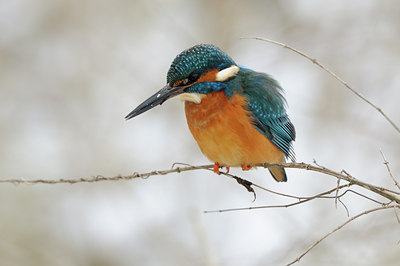 BUITEN BEELD Foto: 83548