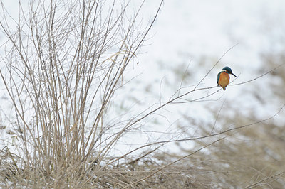 BUITEN BEELD Foto: 83551