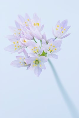 BUITEN BEELD Foto: 83562