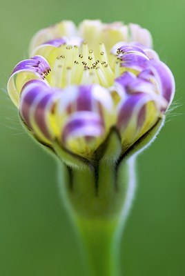 BUITEN BEELD Foto: 83564