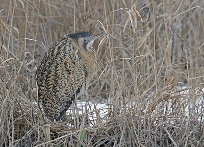 BUITEN BEELD Foto: 83612