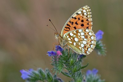 BUITEN BEELD Foto: 83613