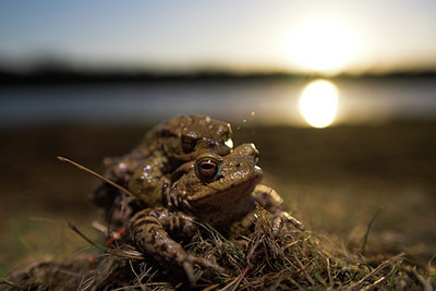 BUITEN BEELD Foto: 83622
