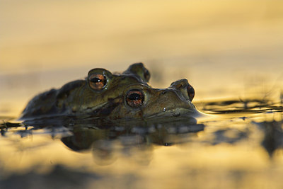 BUITEN BEELD Foto: 83624