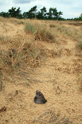 BUITEN BEELD Foto: 83674