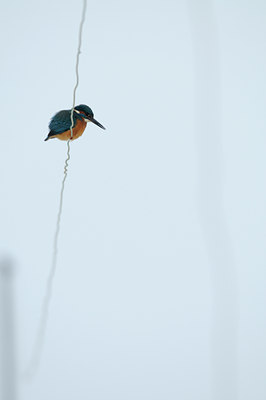 BUITEN BEELD Foto: 83675