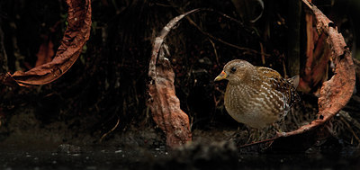 BUITEN BEELD Foto: 83676