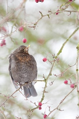 BUITEN BEELD Foto: 83678