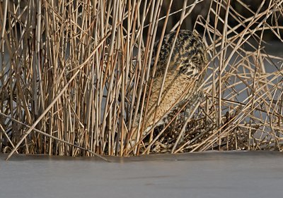 BUITEN BEELD Foto: 83680