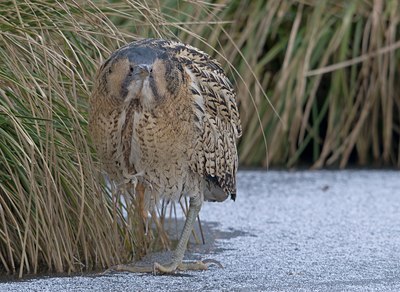 BUITEN BEELD Foto: 83685