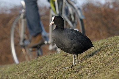 BUITEN BEELD Foto: 83701