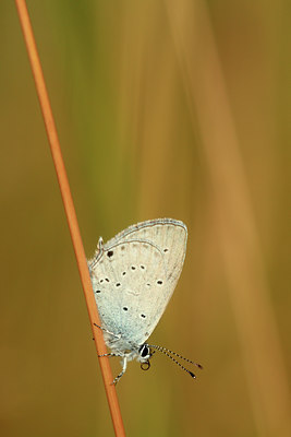 BUITEN BEELD Foto: 83715