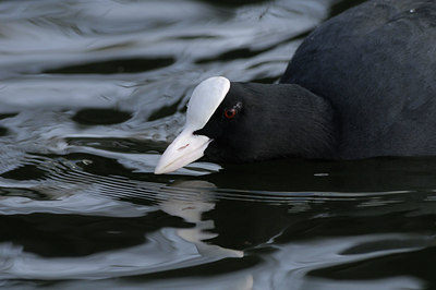 BUITEN BEELD Foto: 83721