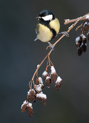 BUITEN BEELD Foto: 83723