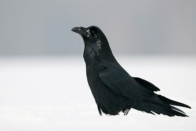 BUITEN BEELD Foto: 83733